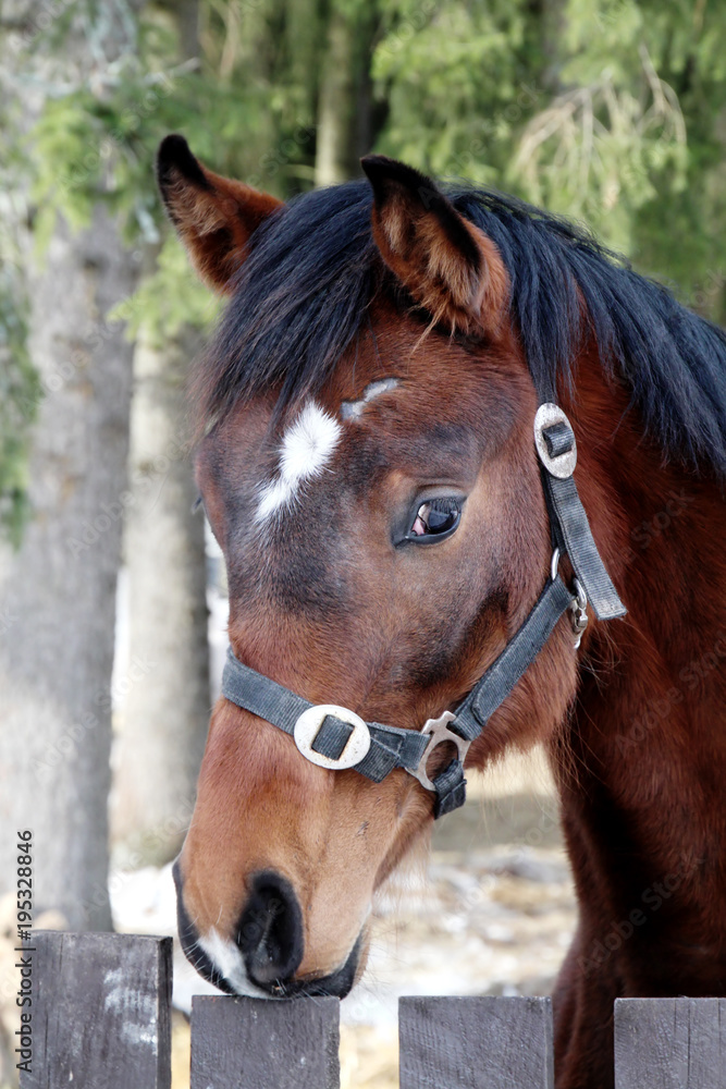 Cute horse outside at March. 