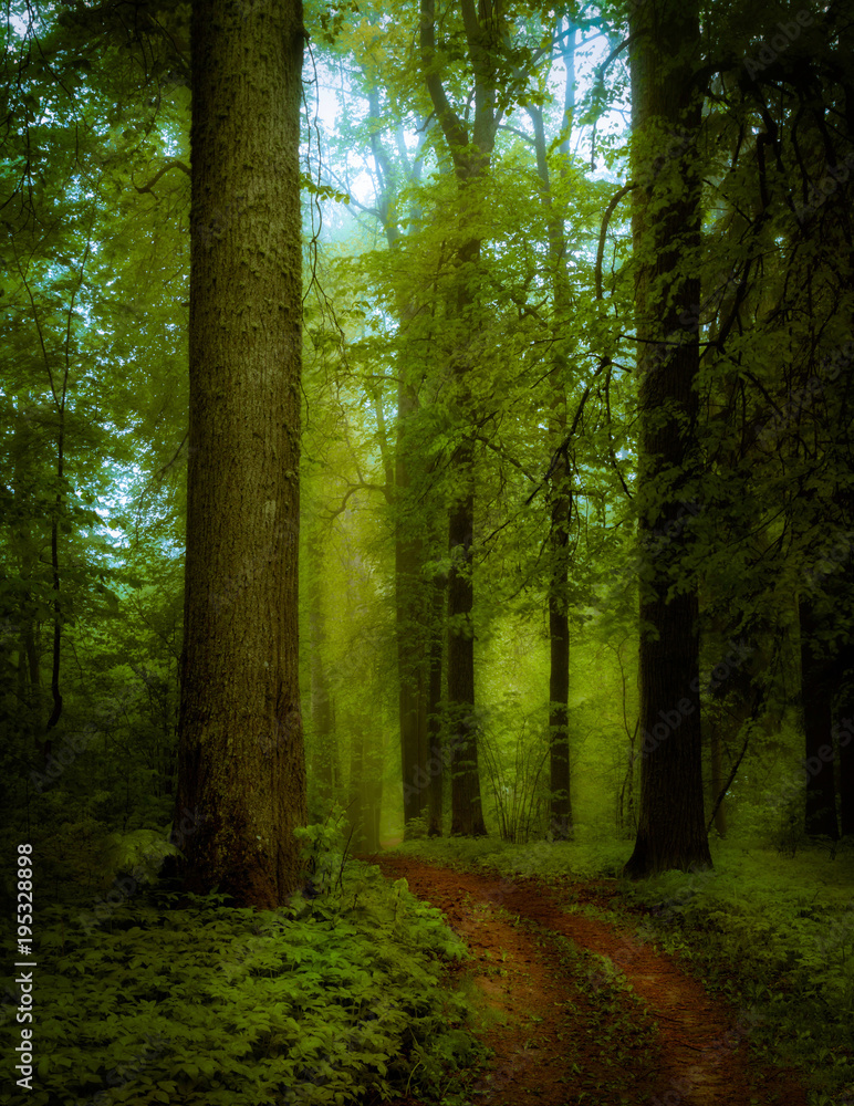 forest after rain