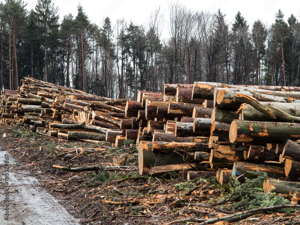 Sturmschädenbeseitigung im Wald