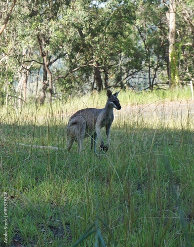 Känguru Herde in Queensland, Australien