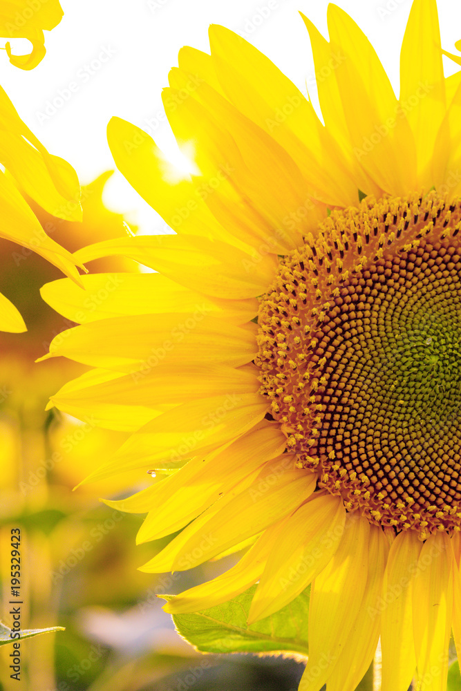Naklejka premium sunflowers at the field