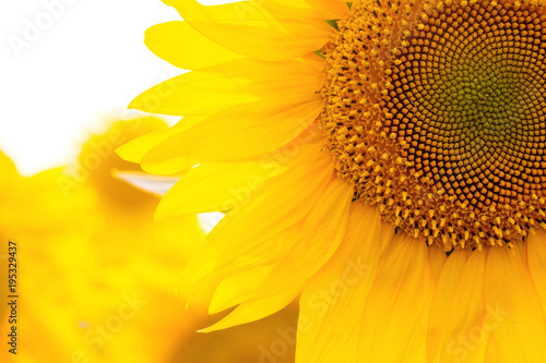 Fototapeta Naklejka Na Ścianę i Meble -  sunflowers at the field