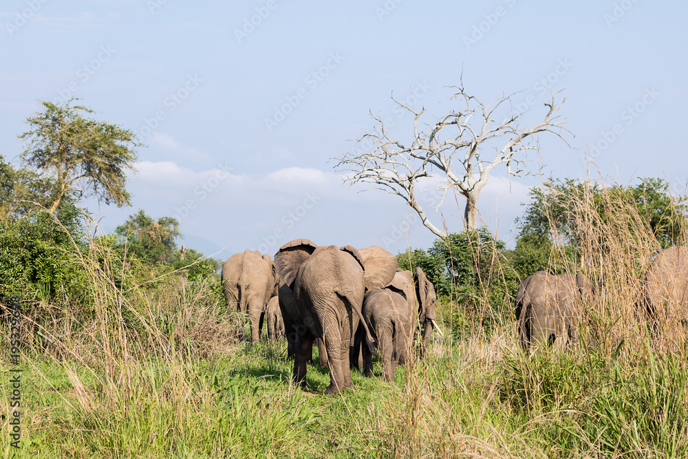 Naklejka premium Wild elephants in the African savanna