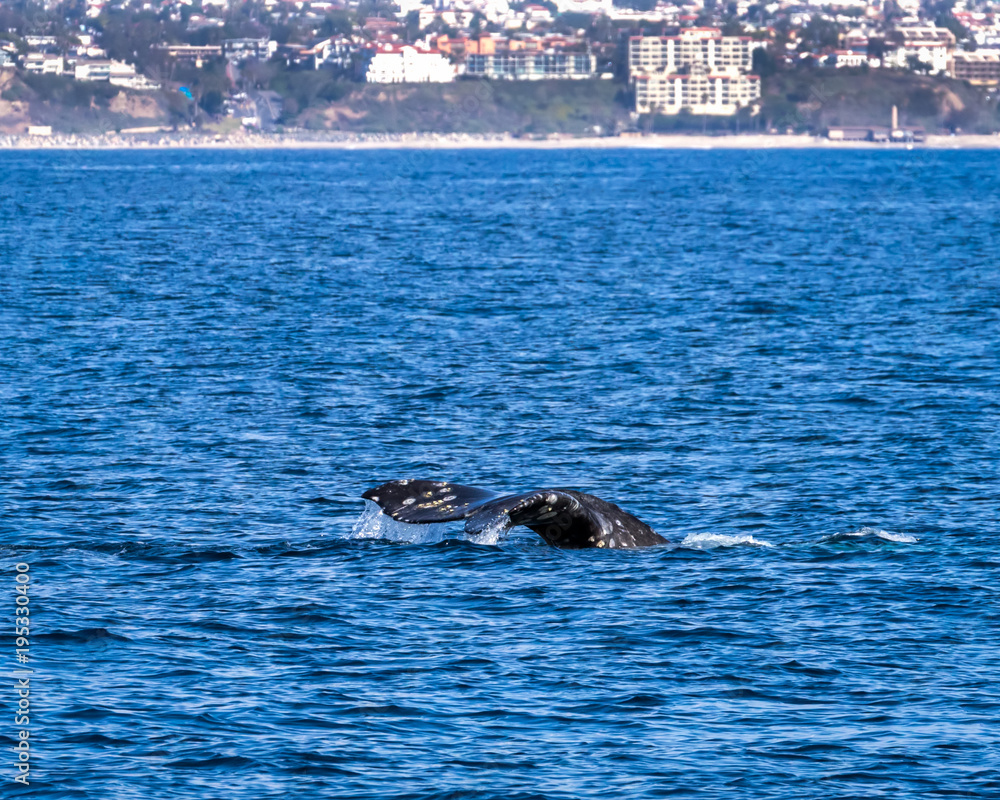Fototapeta premium Whale Tail -off California Coast