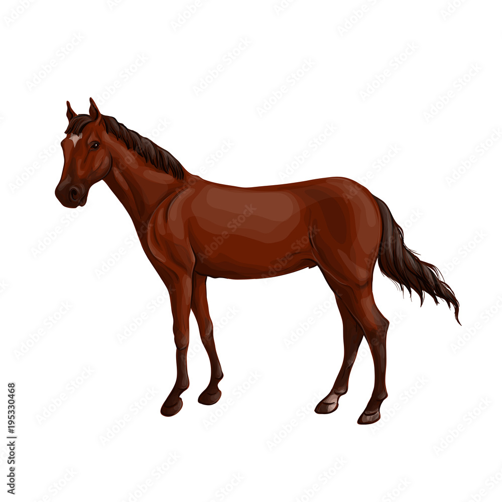 A horse stands, fawn, vector illustration