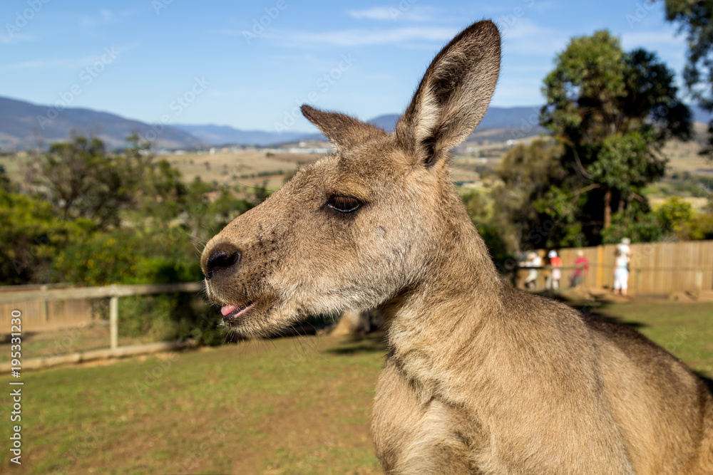 Kangaroo in Australian animal sanctuary Kangaroo in Australian animal sanctuary