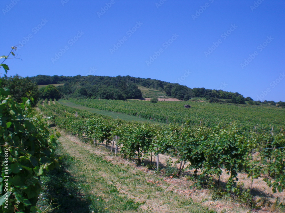 Vineyard in summer, lower-austria, oak hill