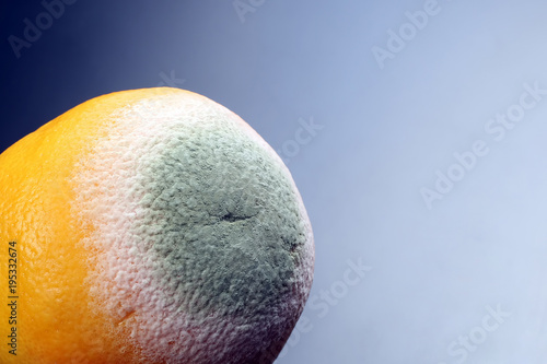 rotting grapefruit on a blue background