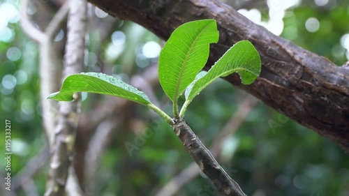 After Raining, rain drop from plumeria leafs to the ground with blurred garden background