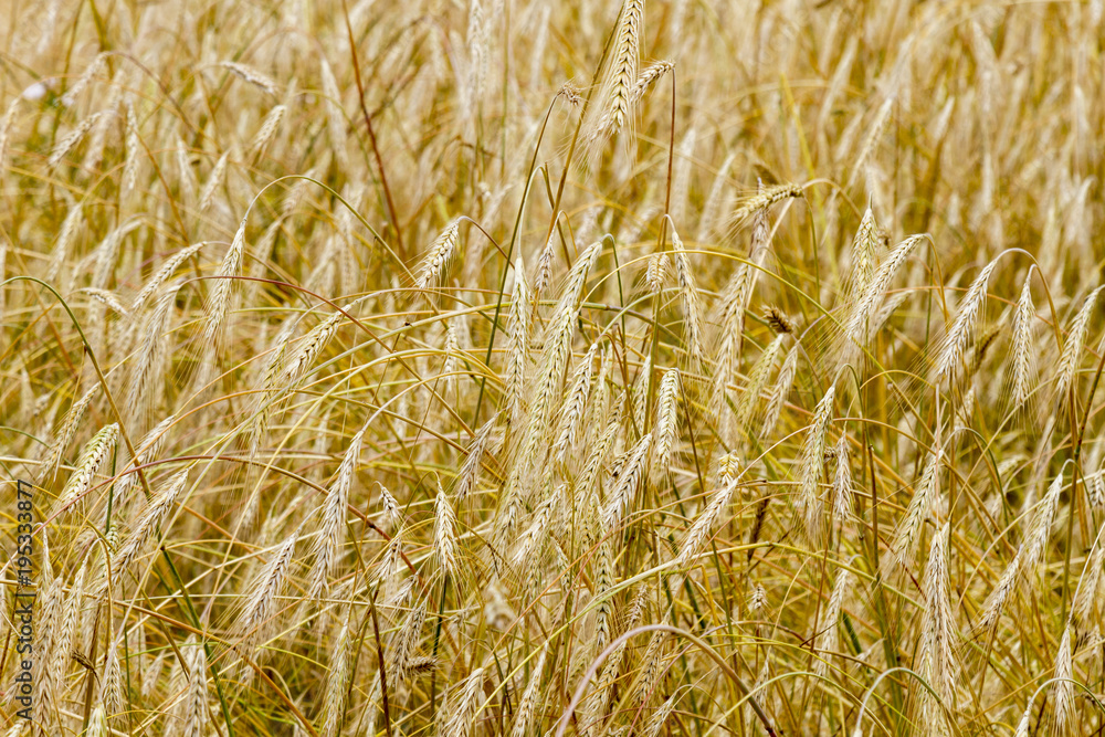A field with bold wheat. spikelets of wheat. Yellow background. A field with bold wheat. spikelets of wheat. Yellow background.