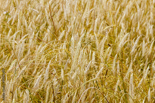 A field with bold wheat. spikelets of wheat. Yellow background.