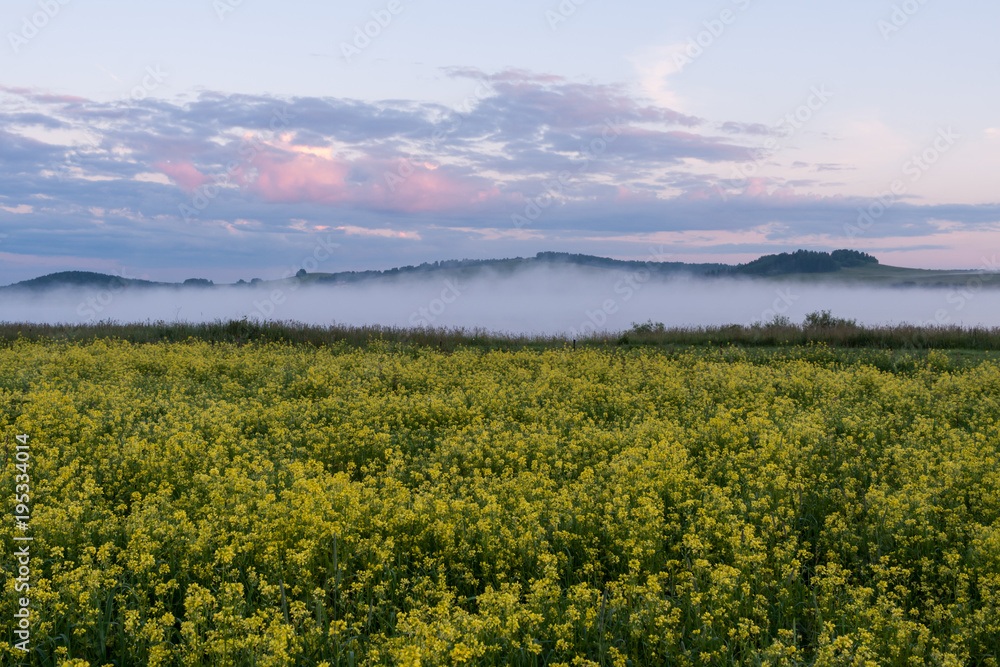 Field with yellow flowers and fog at dawn.
