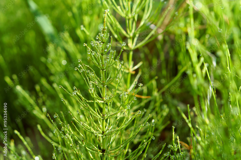 Horsetail green grass with dewdrops. Dew drops on a stalk of horsetail. Horsetail green grass with dewdrops. Dew drops on a stalk of horsetail.