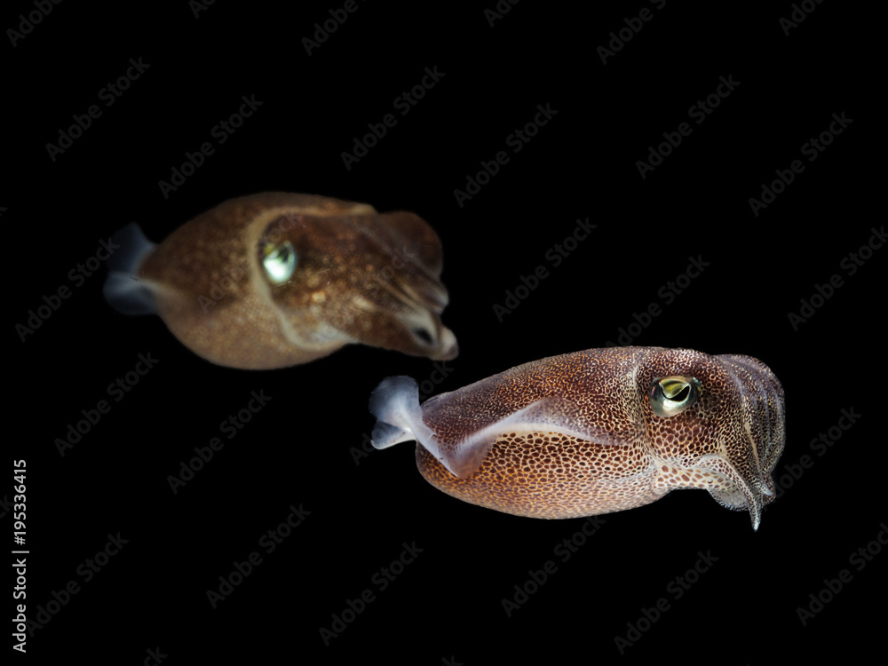Cuttlefish or cuttles are marine animals of the order Sepiida with ...