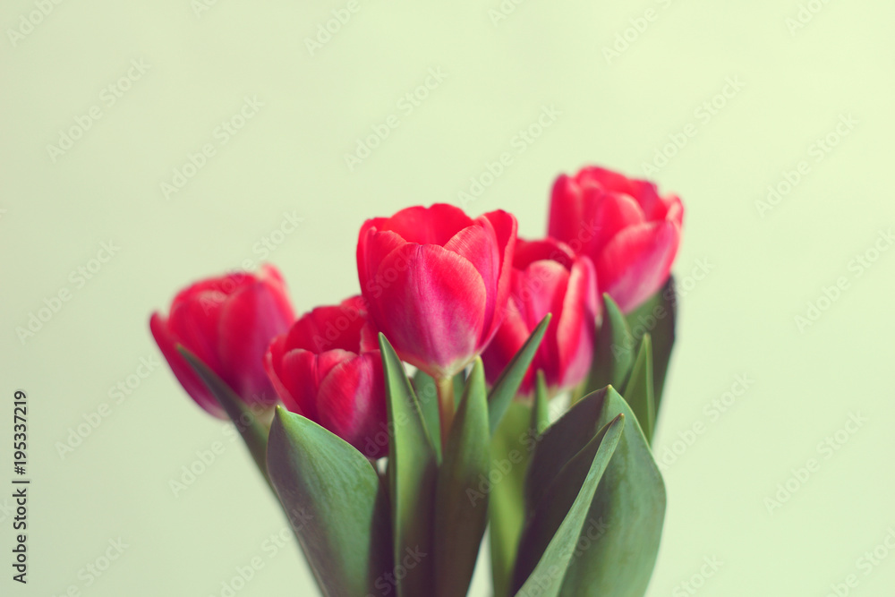 Fototapeta premium Fresh blooming tulips