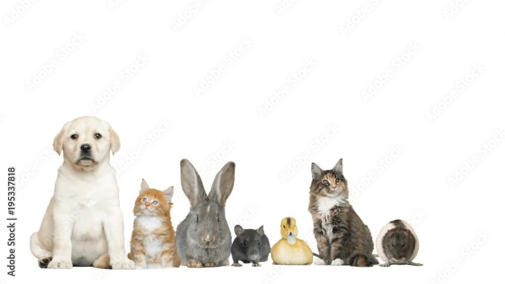 a lot of funny animals on white background a lot of funny animals on white background