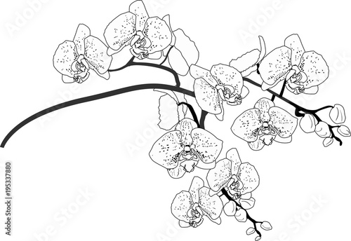 orchid branch outline isolated on white