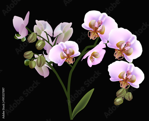orchid branch with pink blooms on black