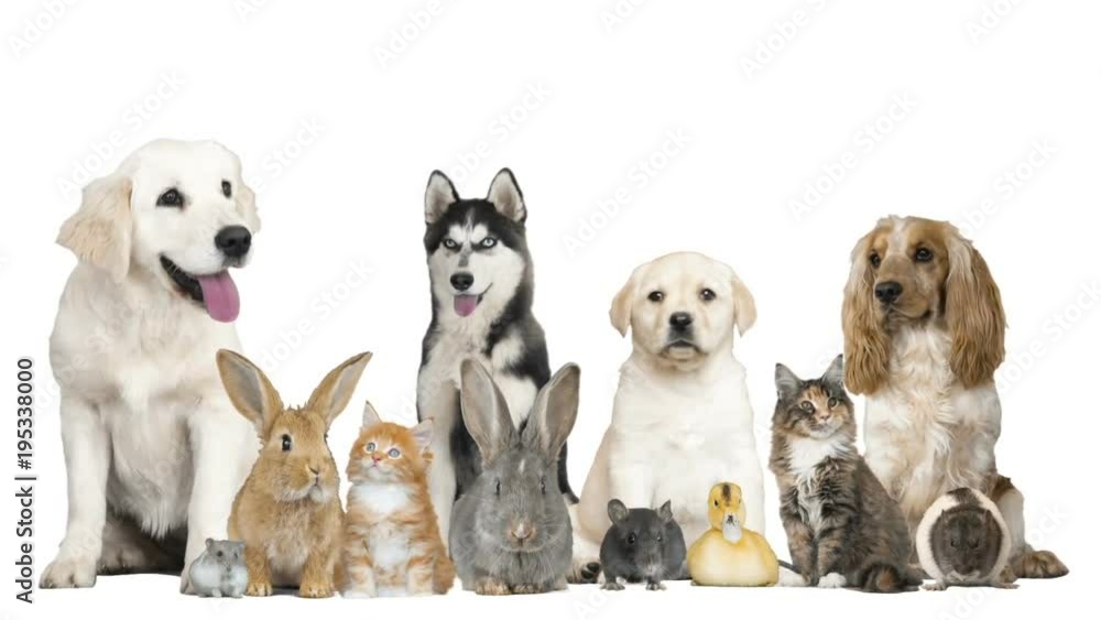 pets on white background pets on white background