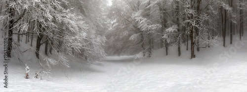 Snow-covered forest path, illuminated by day. Background