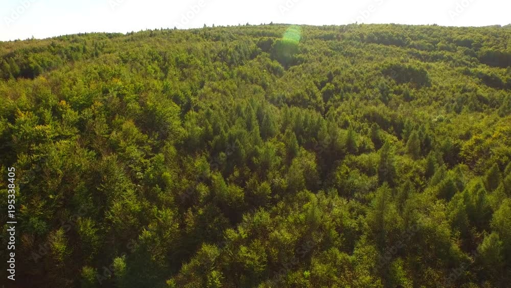 Aerial view of a spring sunset forest Aerial view of a spring sunset forest