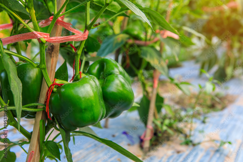 THe green bell pepper in the garden. THe green bell pepper in the garden.