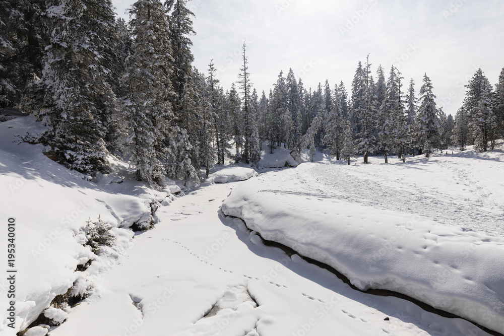 Frozen creek with snowy fir trees on a beautiful winter day in Switzerland
