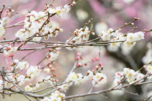 梅 花。 偕楽園 水戸 茨城 日本。3月上旬