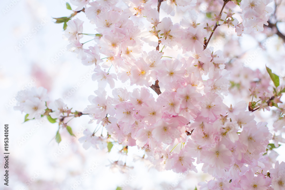 Beautiful spring background with blooming cherry flowers