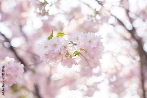 Kirschblüte im Frühling. Natur Szenerie  © Olha Sydorenko