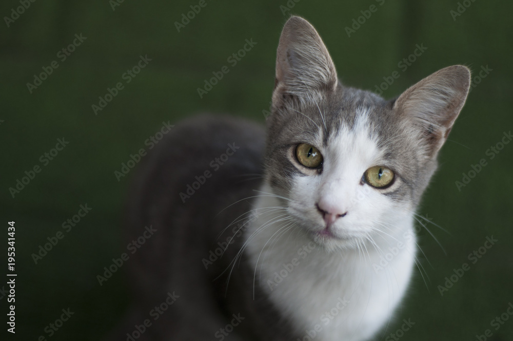 Obraz premium Cute cat face from Turkey