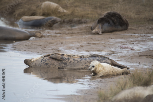 Grey Seal Pup & Mother at Donna Nook