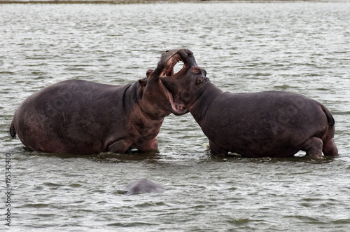 Hippopotamus interaction in water, measuring