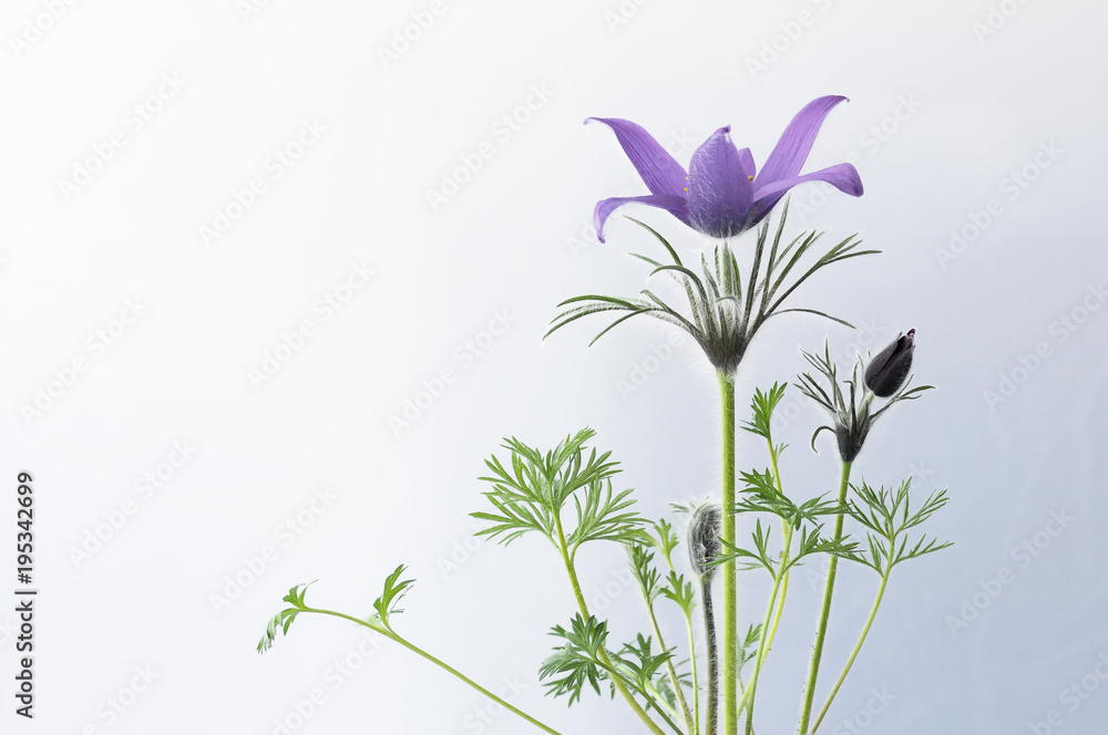 Obraz premium Blüte einer Küchenschelle vor weißem Hintergrund