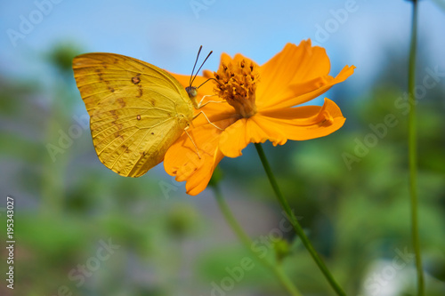 Yellow butterfly is sticking on pollen of yellow cosmos flower © lookpol