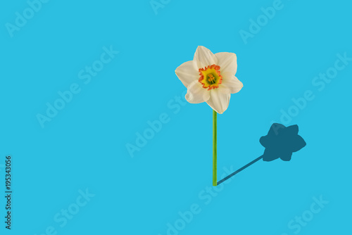 Fototapeta Naklejka Na Ścianę i Meble -  daffodil on minimalisme background