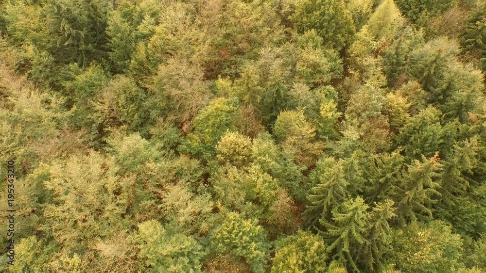 Aerial view of autumn forest.