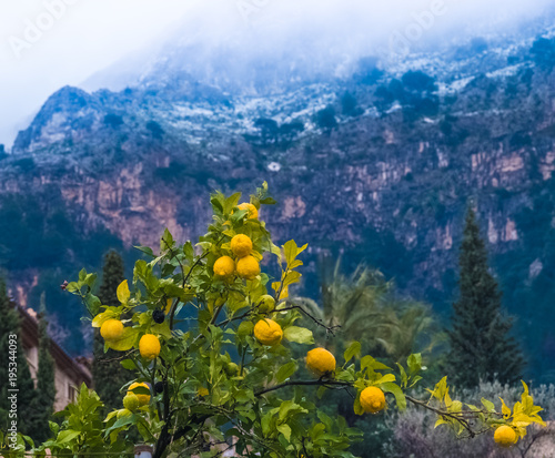 Lemon tree in Deia a beautiful village in a remote valley in the Serra Tramuntana mountain range, Majorca (Mallorca), Balearic Islands, Spain.