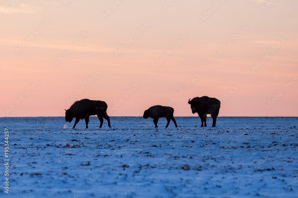 Naklejka premium Three wild bisons