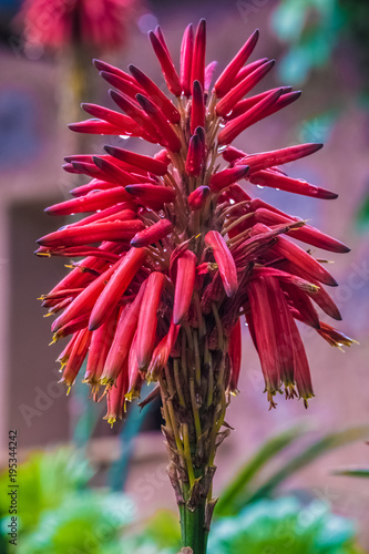 Agave blossoms in Deia a beautiful village in a remote valley in the Serra Tramuntana mountain range, Majorca (Mallorca), Balearic Islands, Spain. photo