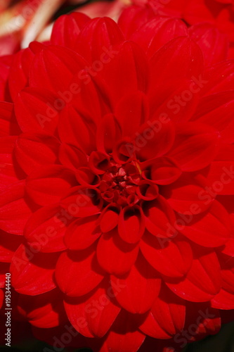 Rote Dahlie, close-up, Hintergrundbild