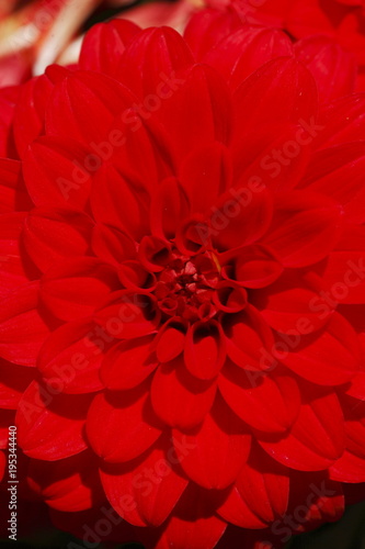 Fototapeta Naklejka Na Ścianę i Meble -  Rote Dahlie, close-up, Hintergrundbild