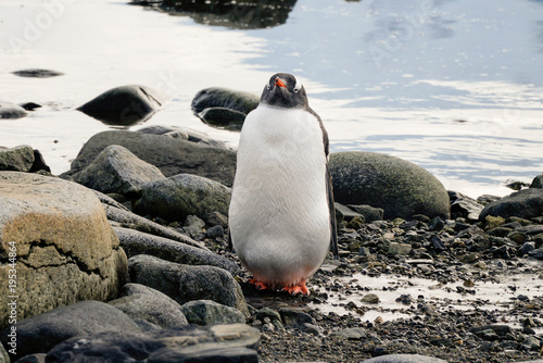 Gentoo penguins on snowy Wiencke Island in Antarctica.. photo