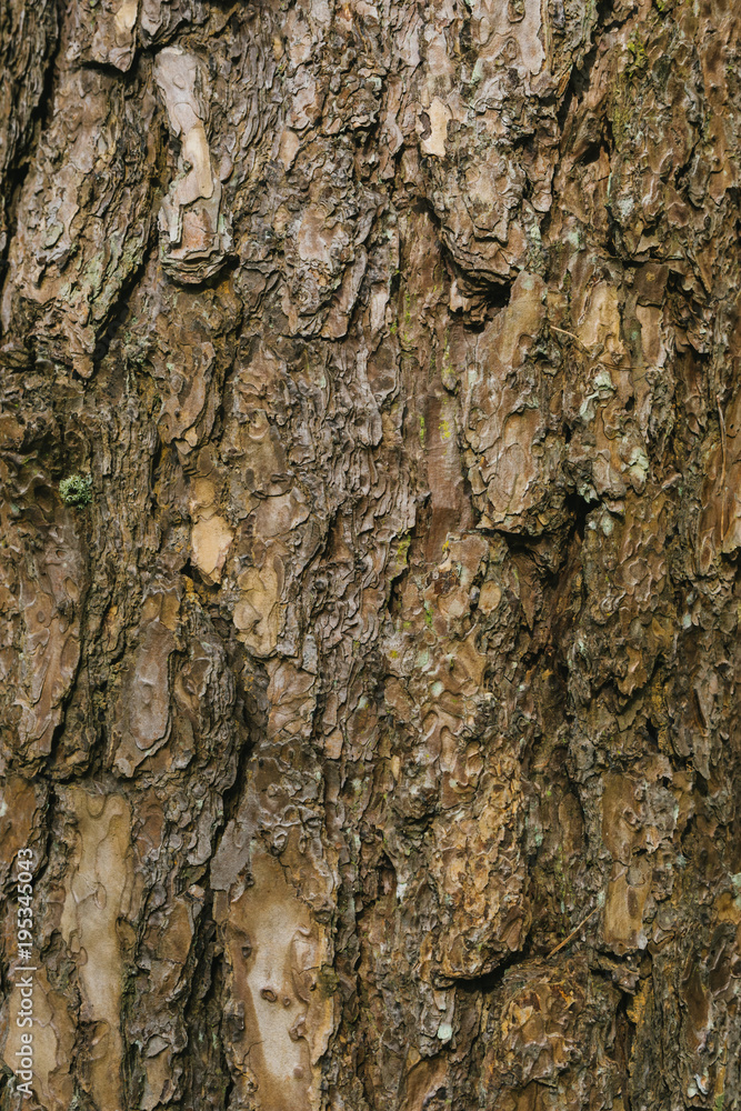 Bark texture of pine tree background. Bark texture of pine tree background.