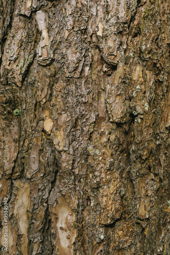 Bark texture of pine tree background.
