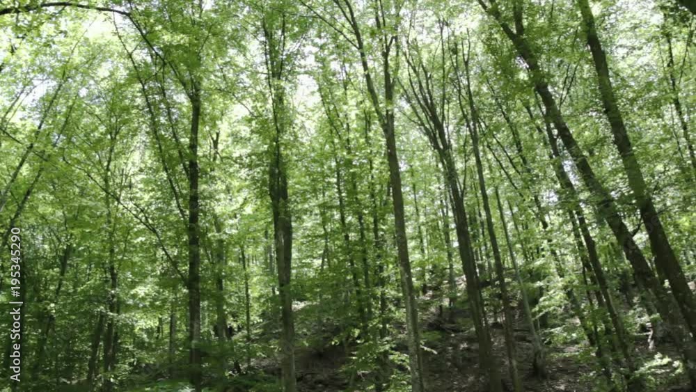 forest trees. nature green wood sunlight backgrounds forest trees. nature green wood sunlight backgrounds