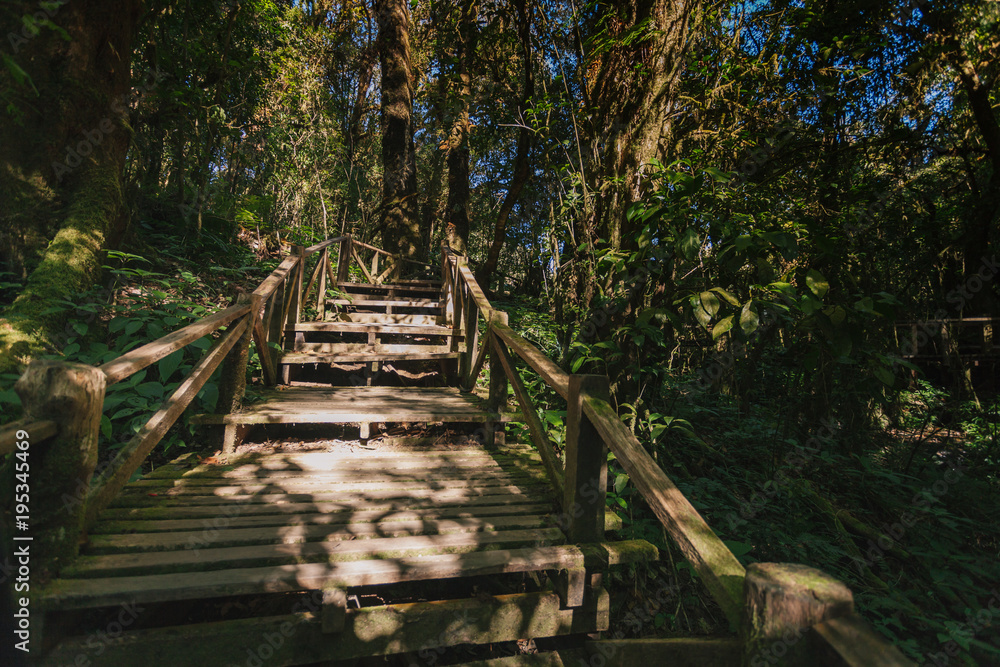 Wooden footpath in the forest in Doi Inthanon national park, Thailand.