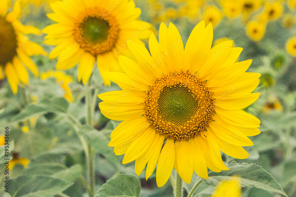 The beautiful sunflower field.