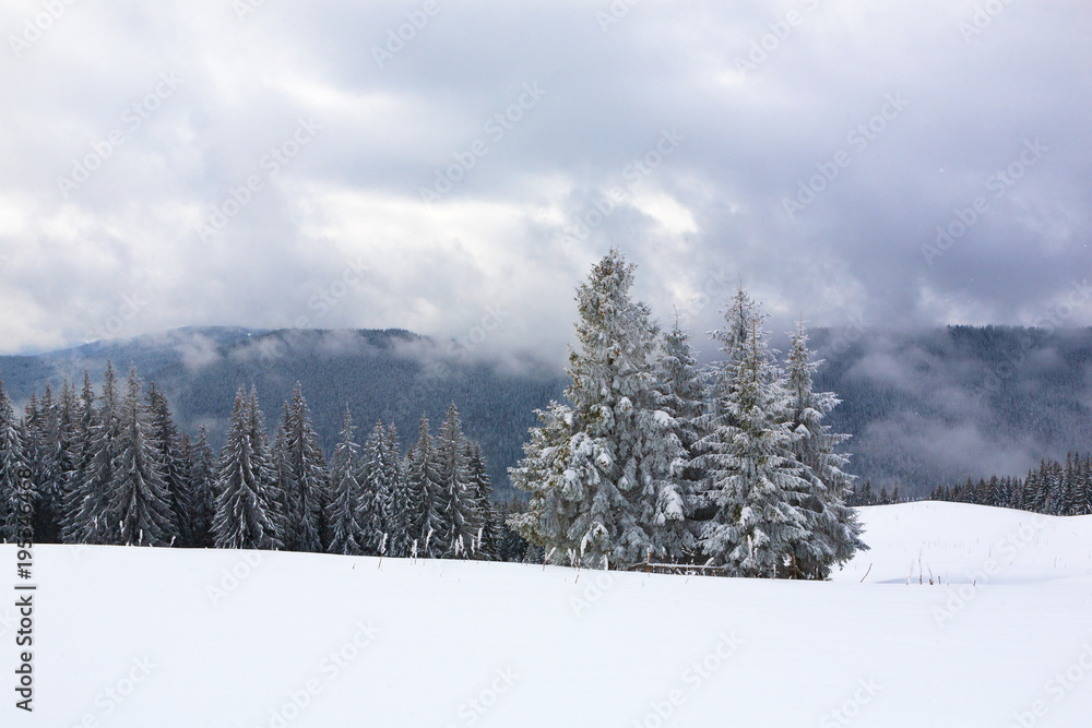Spruce trees covered with snow and frost.
