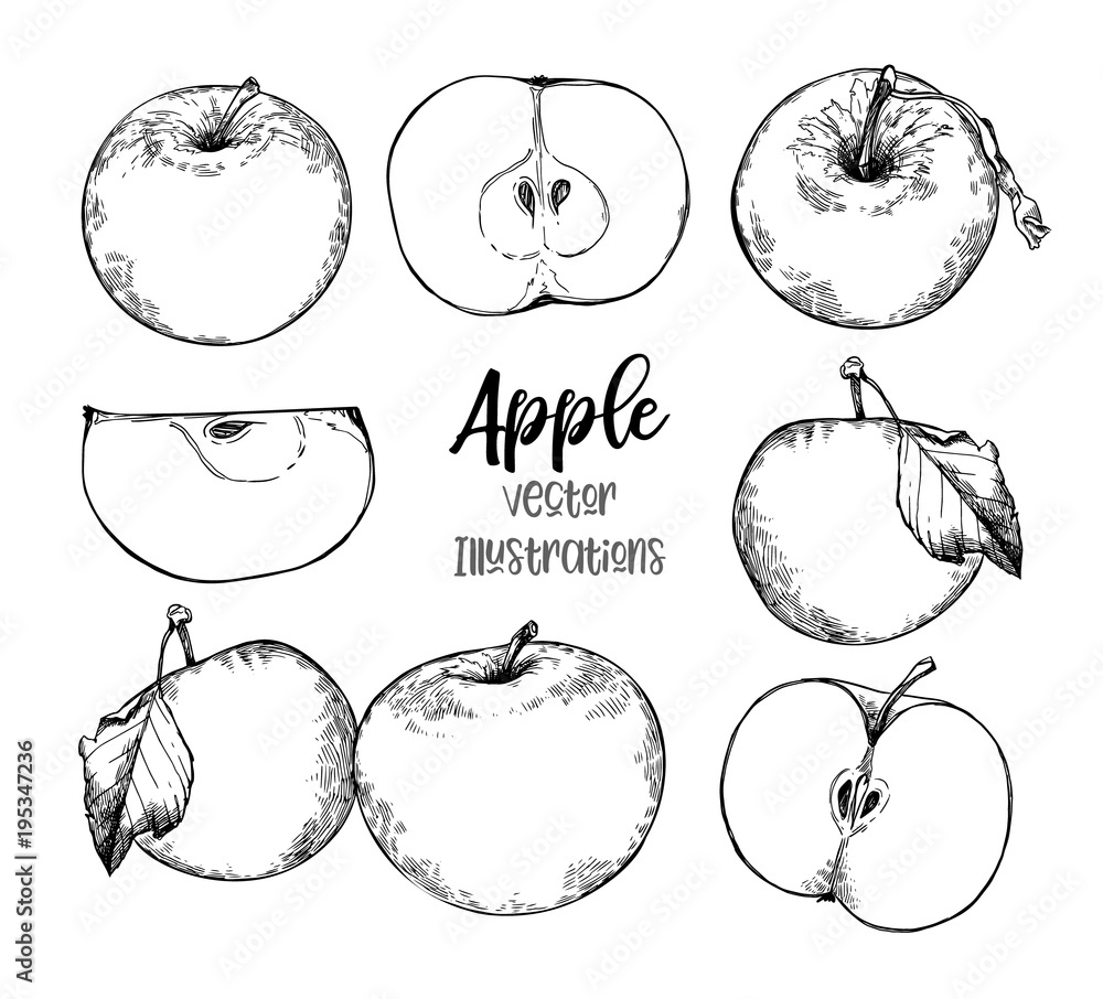 Hand drawn vector Illustrations - organic apples in sketch style ...